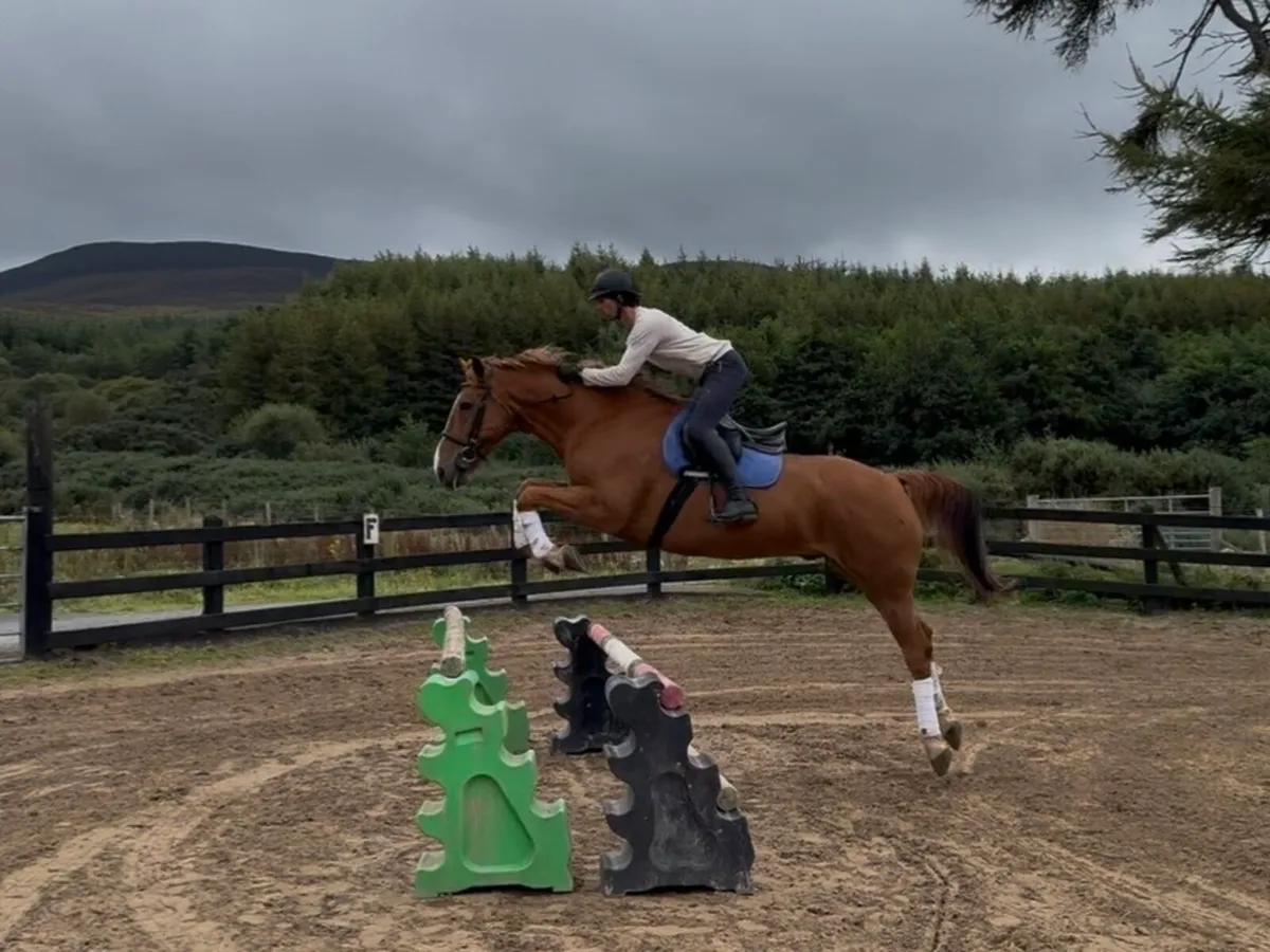 16.1h 10 yo gelding ISH - Image 2