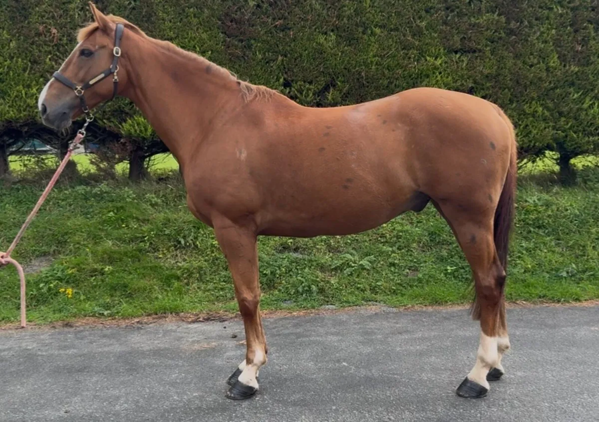 16.1h 10 yo gelding ISH - Image 3