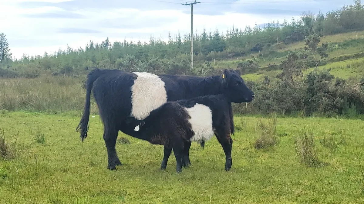 Belted Galloway - Image 1