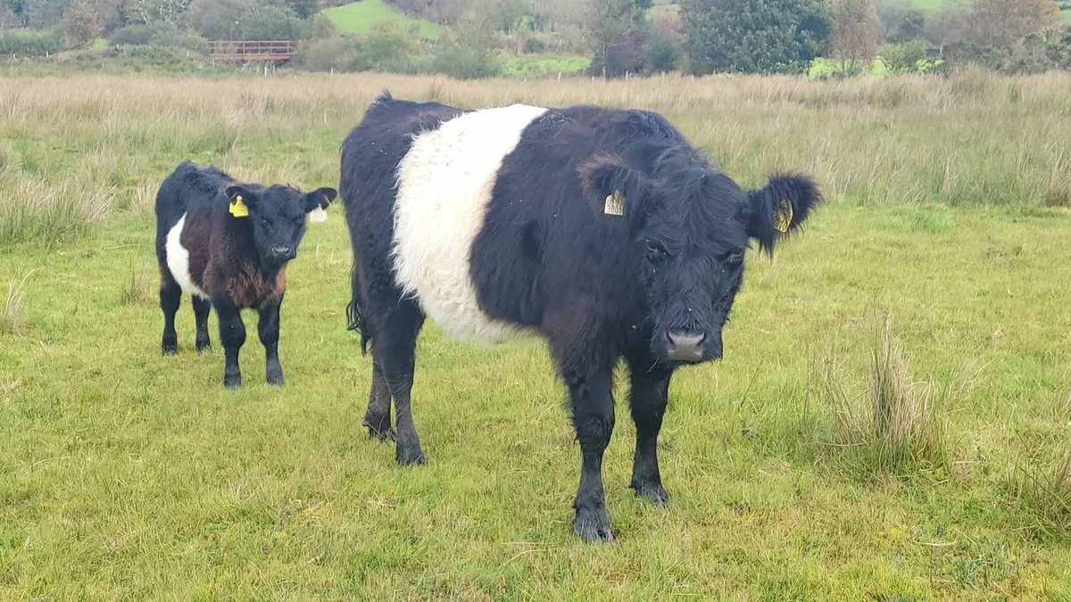 Belted Galloway - Image 2