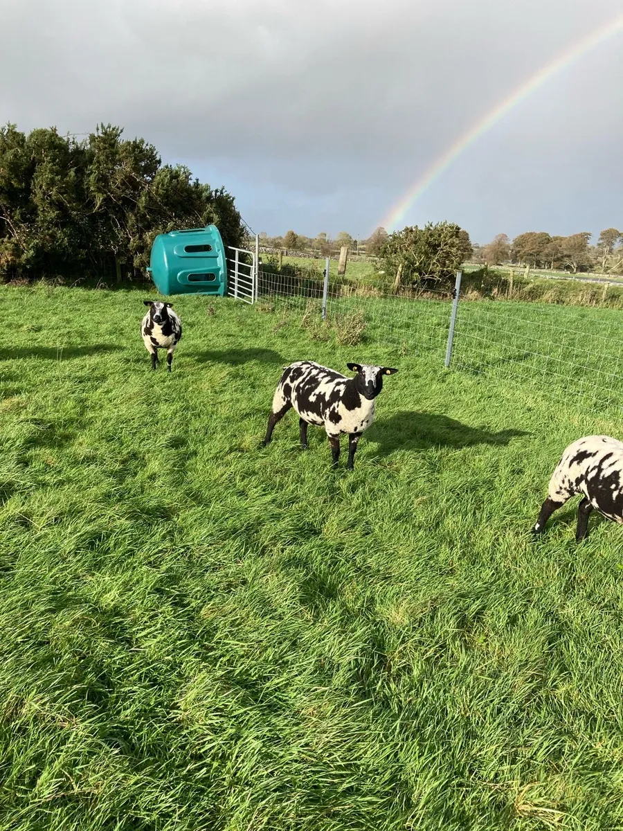 pedigree registered Dutch spotted ewe lambs - Image 2