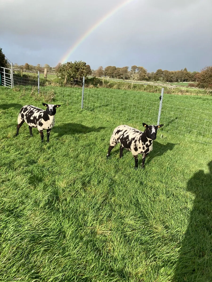 pedigree registered Dutch spotted ewe lambs - Image 1