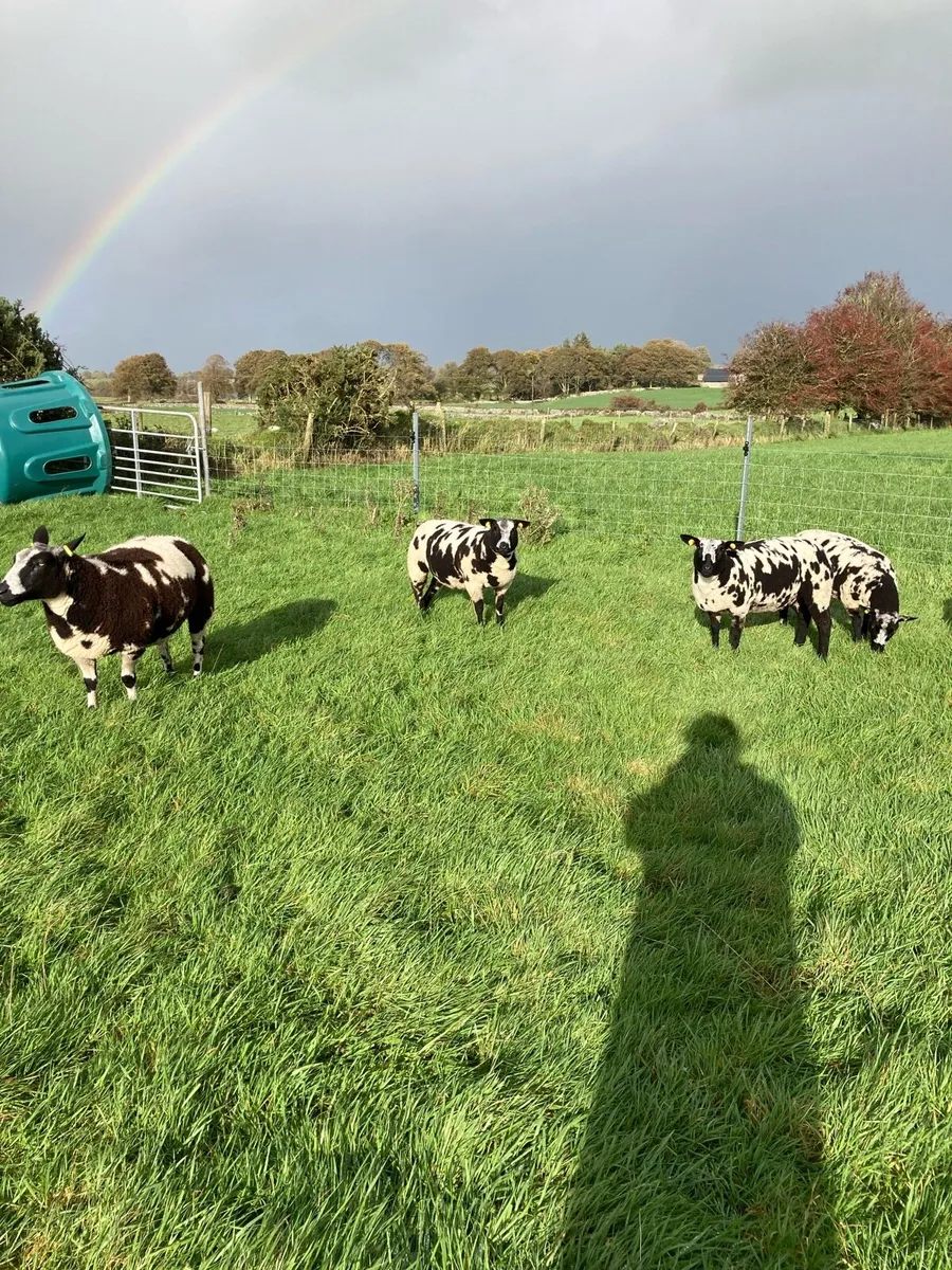 pedigree registered Dutch spotted ewe lambs - Image 3