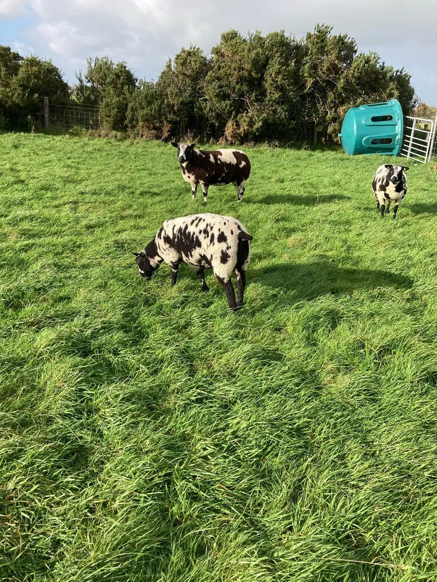 pedigree registered Dutch spotted ewe lambs - Image 4