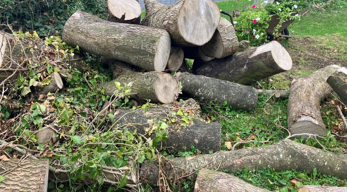 Firewood Ash - Image 1