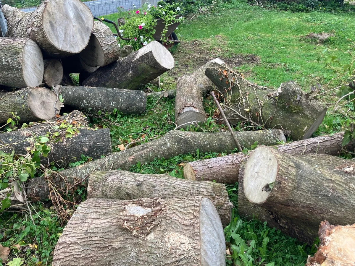 Firewood Ash - Image 2