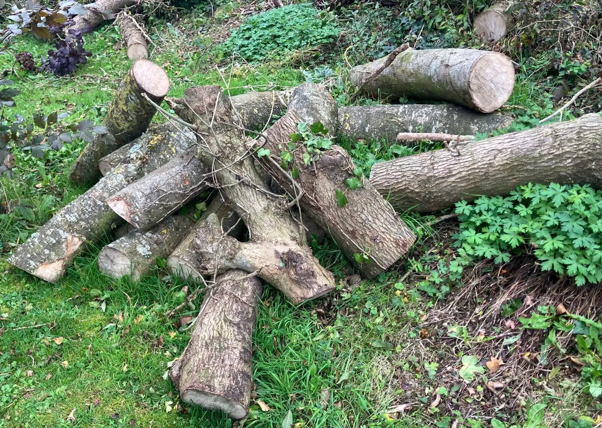 Firewood Ash - Image 3