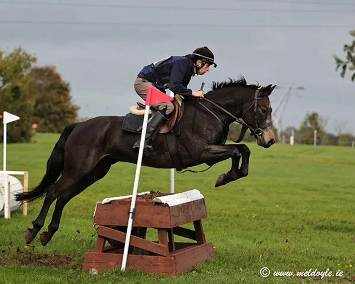 Fantastic 4yo Connemara Gelding Eventer Hunter - Image 3