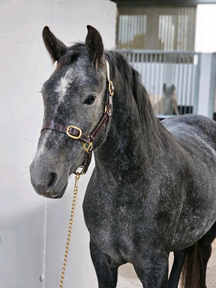 Connemara Gelding - Image 1