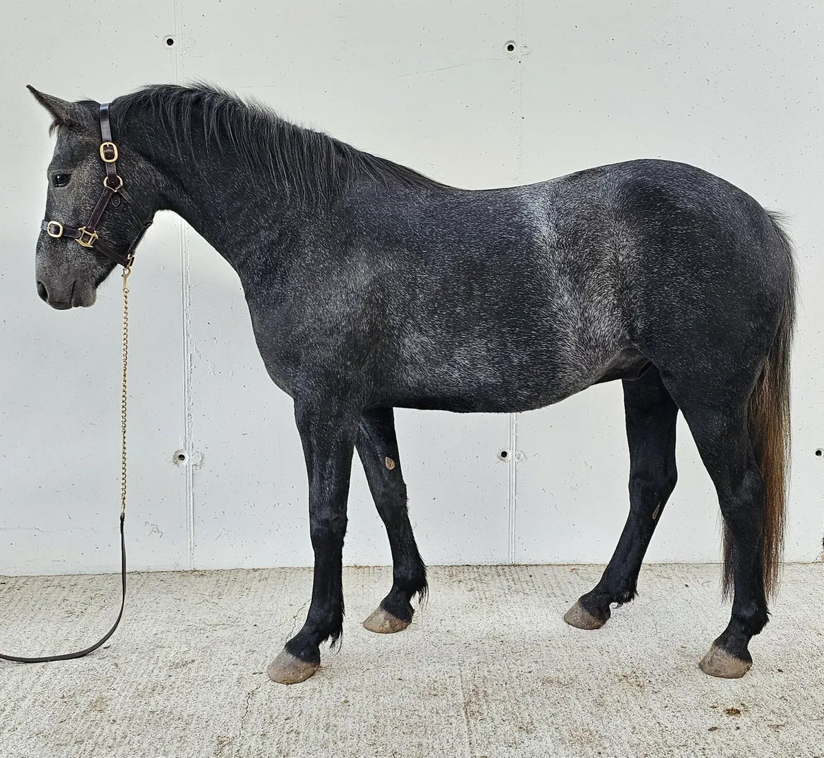 Connemara Gelding - Image 2
