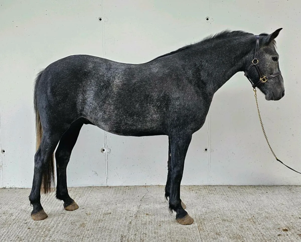 Connemara Gelding - Image 3
