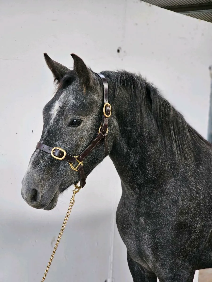 Connemara Gelding - Image 4