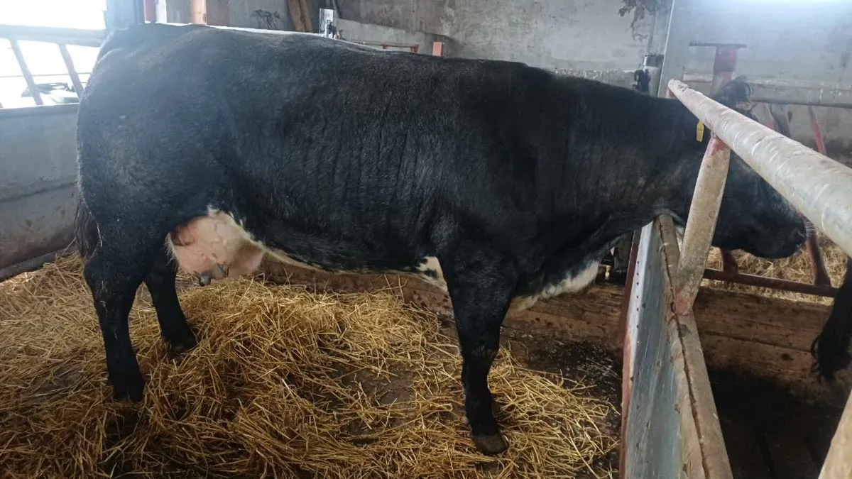Foster cow