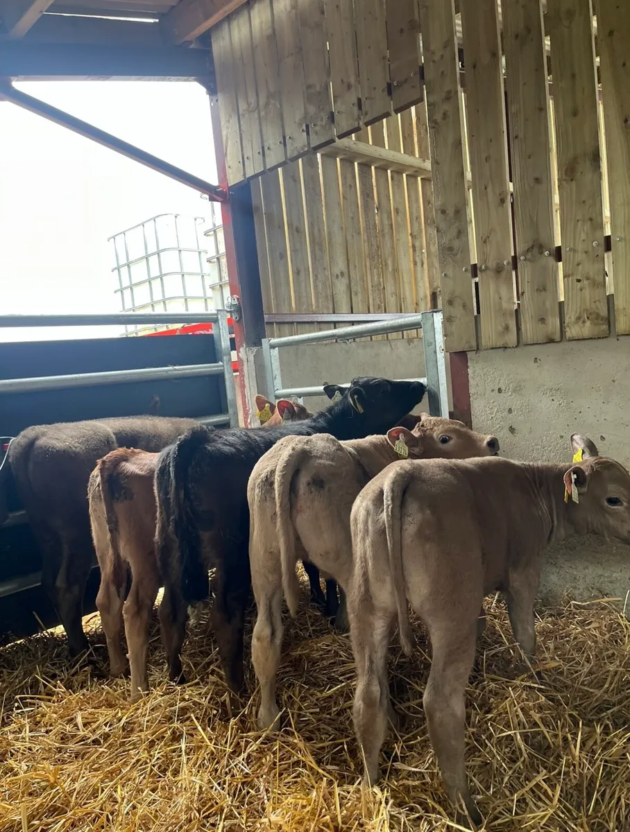 6 super reared continental heifers - Image 1