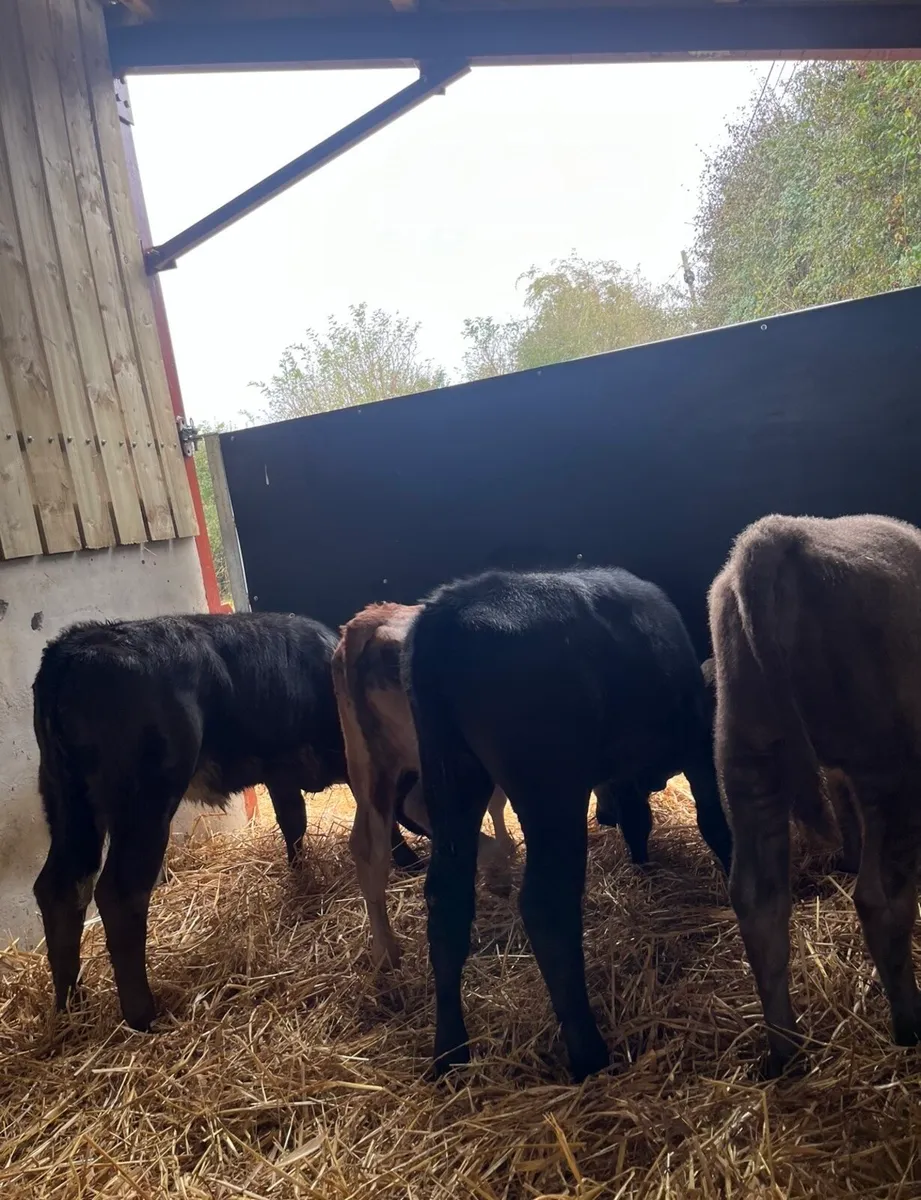 6 super reared continental heifers - Image 2