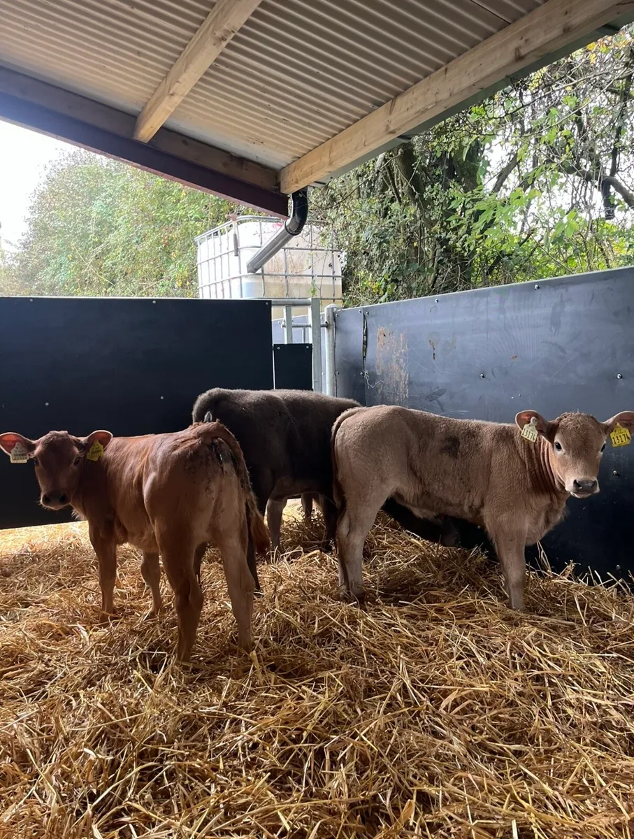 6 super reared continental heifers - Image 3