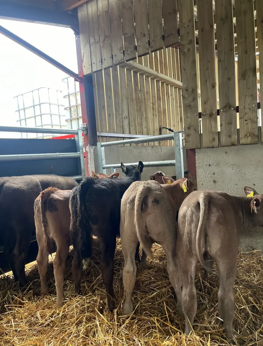 6 super reared continental heifers - Image 4