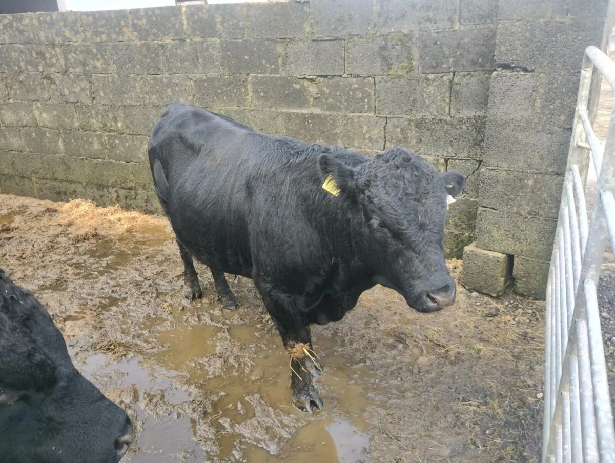 2 Pedigree Dexter bulls - Image 1