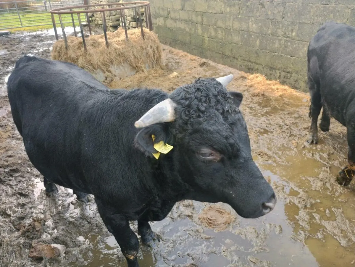 2 Pedigree Dexter bulls - Image 2