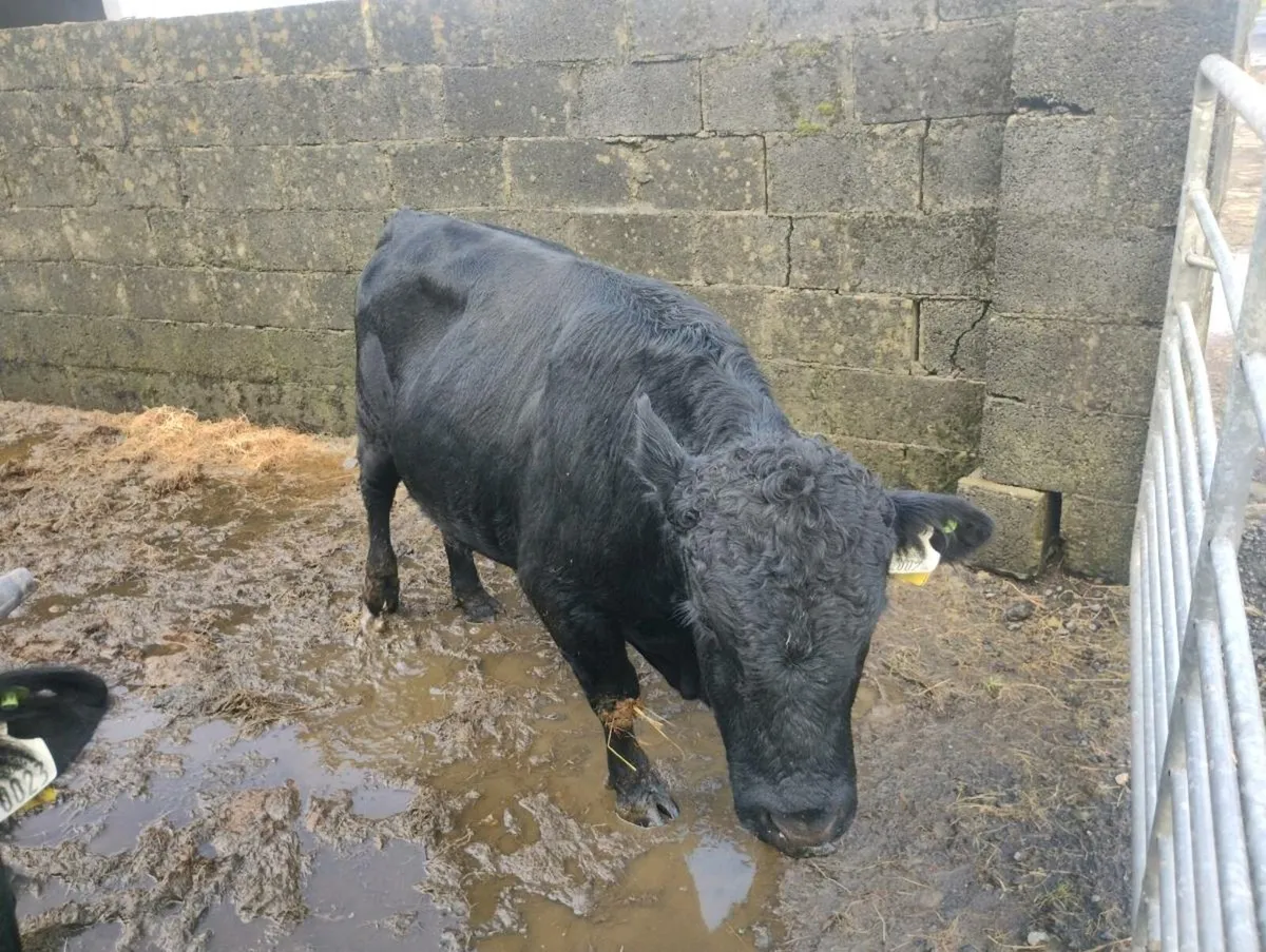 2 Pedigree Dexter bulls - Image 3