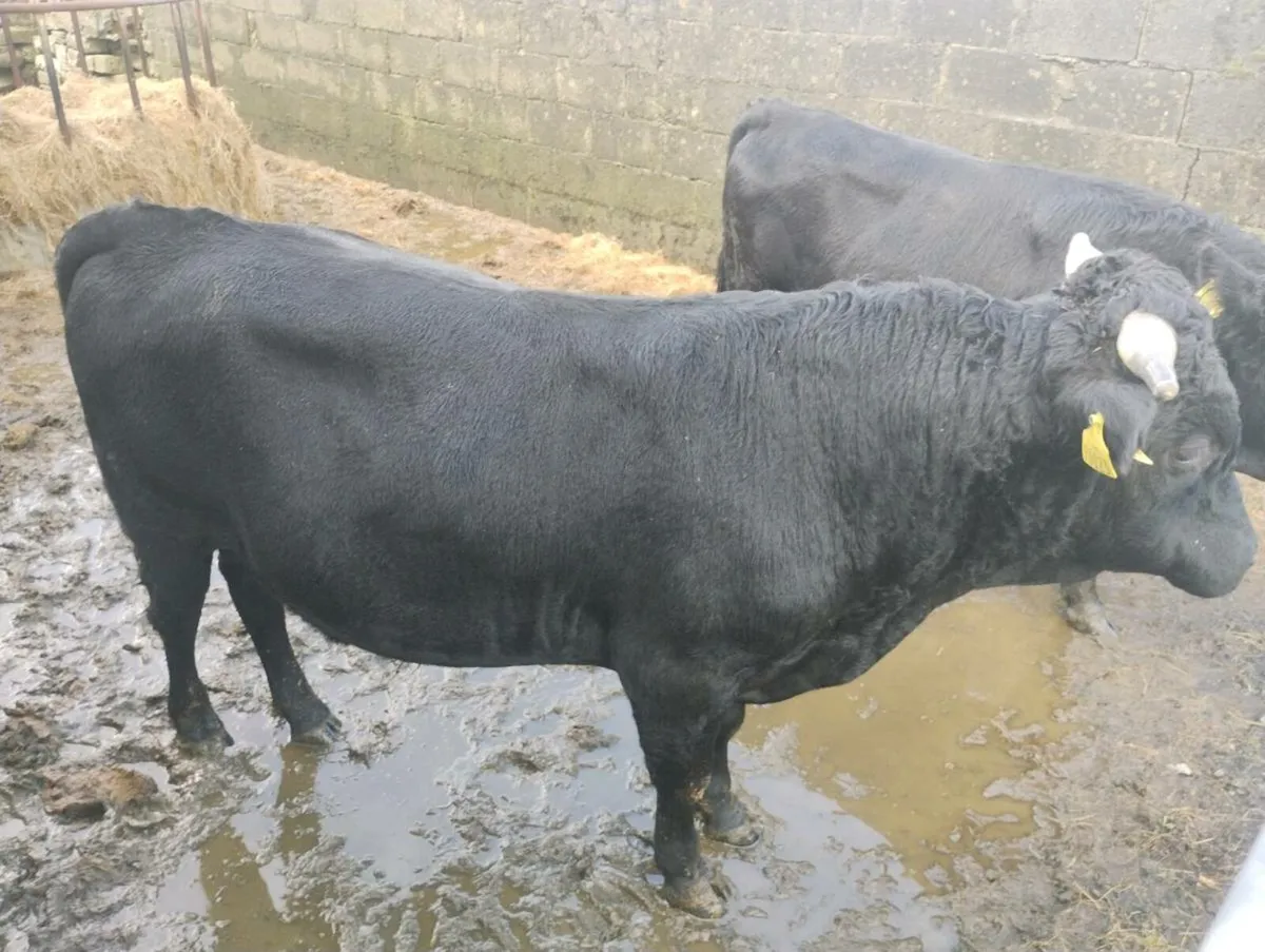 2 Pedigree Dexter bulls - Image 4