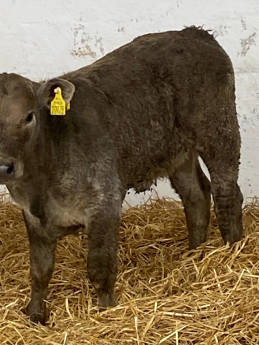 2 SERIOUS U GRADE CONTINENTAL HEIFER RUNNERS - Image 1