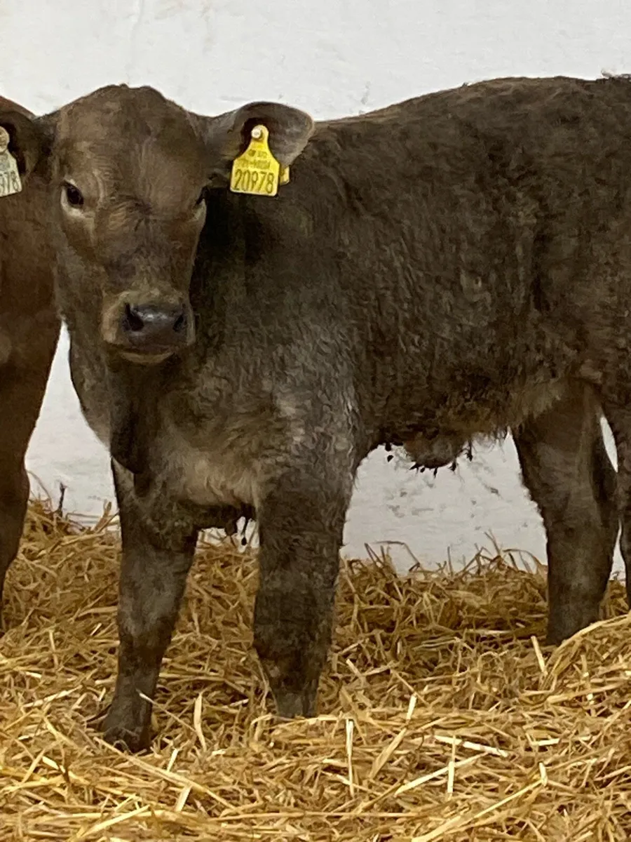 2 SERIOUS U GRADE CONTINENTAL HEIFER RUNNERS - Image 2