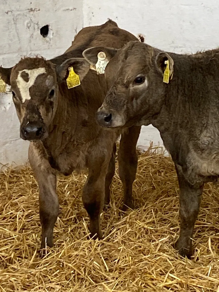2 SERIOUS U GRADE CONTINENTAL HEIFER RUNNERS - Image 3