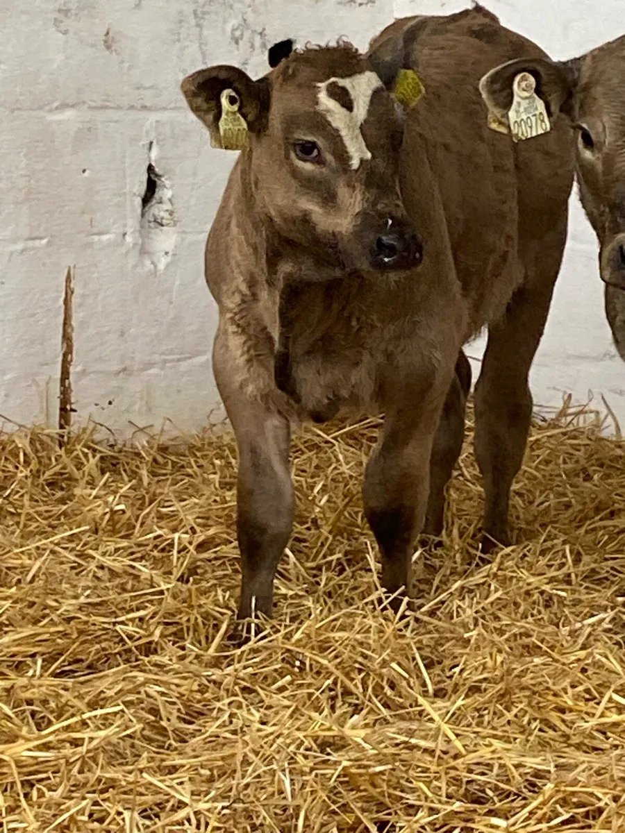 2 SERIOUS U GRADE CONTINENTAL HEIFER RUNNERS - Image 4