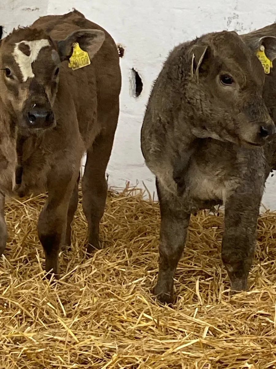 2 SERIOUS U GRADE CONTINENTAL HEIFER RUNNERS - Image 1