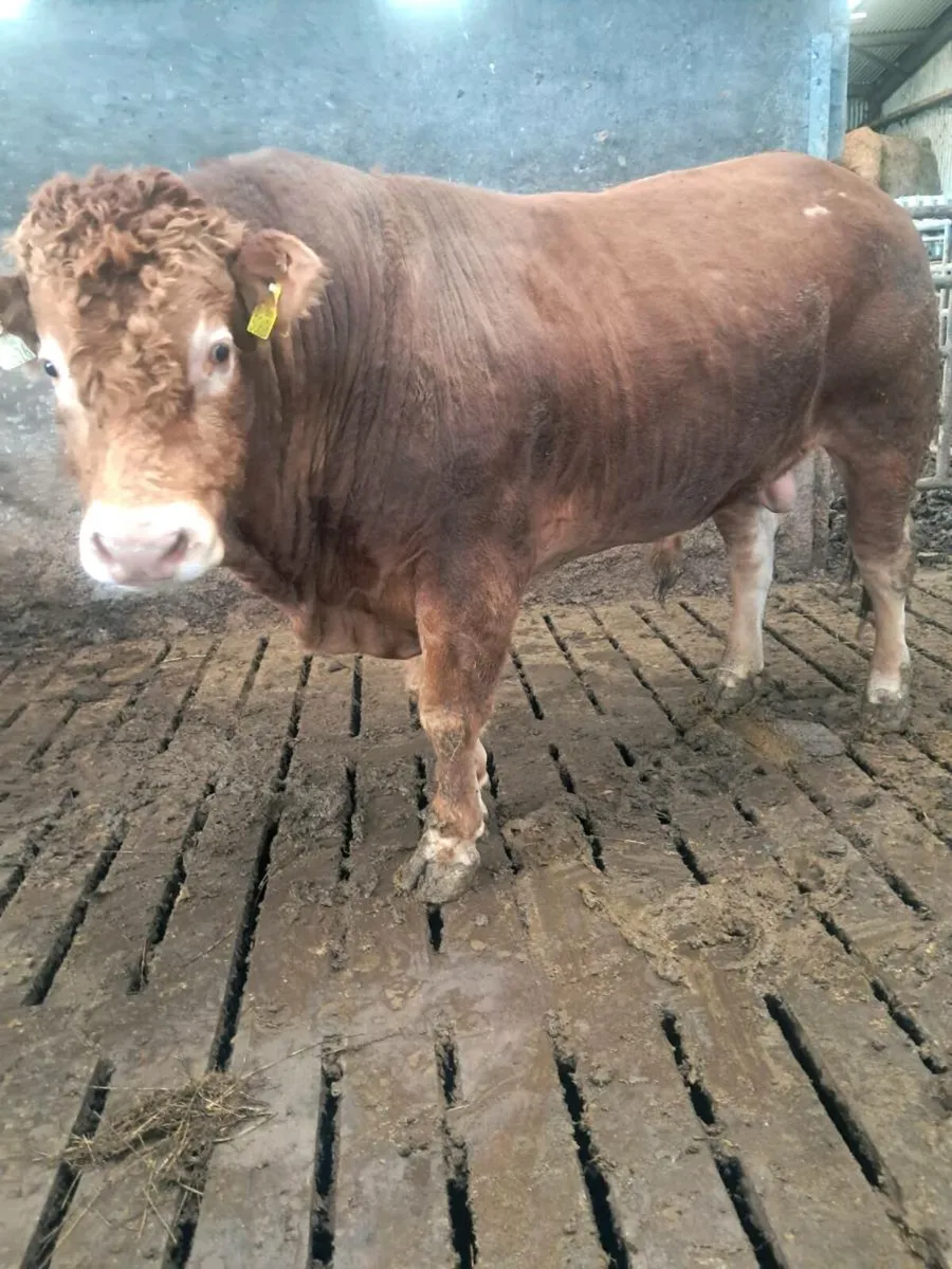 Pbr limousin bull - Image 1