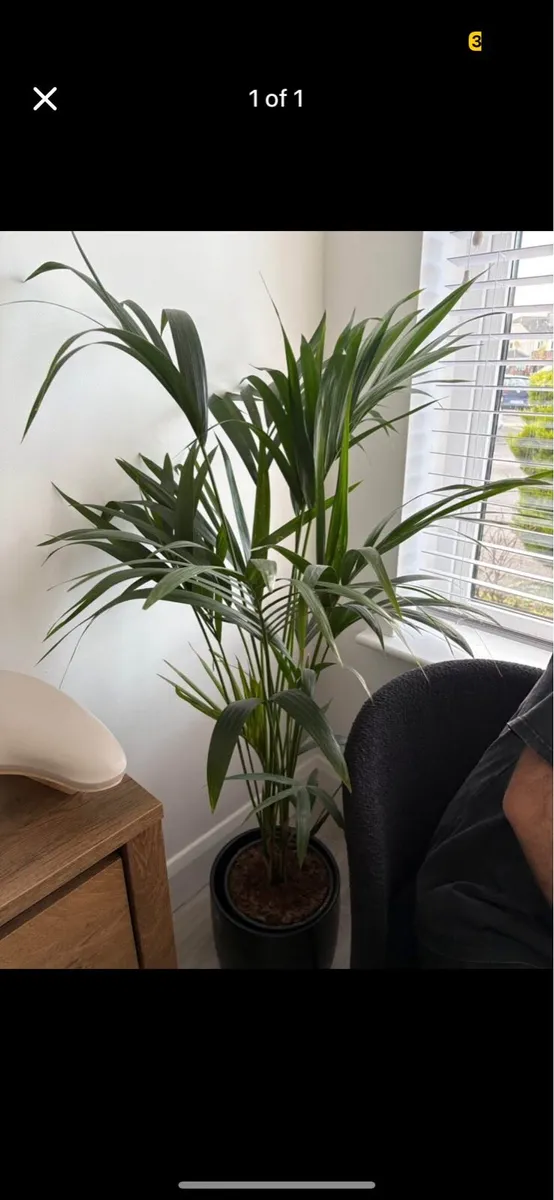 Plant