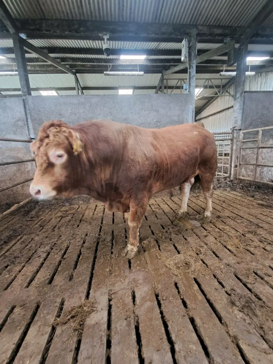 Pbr limousin bull - Image 2