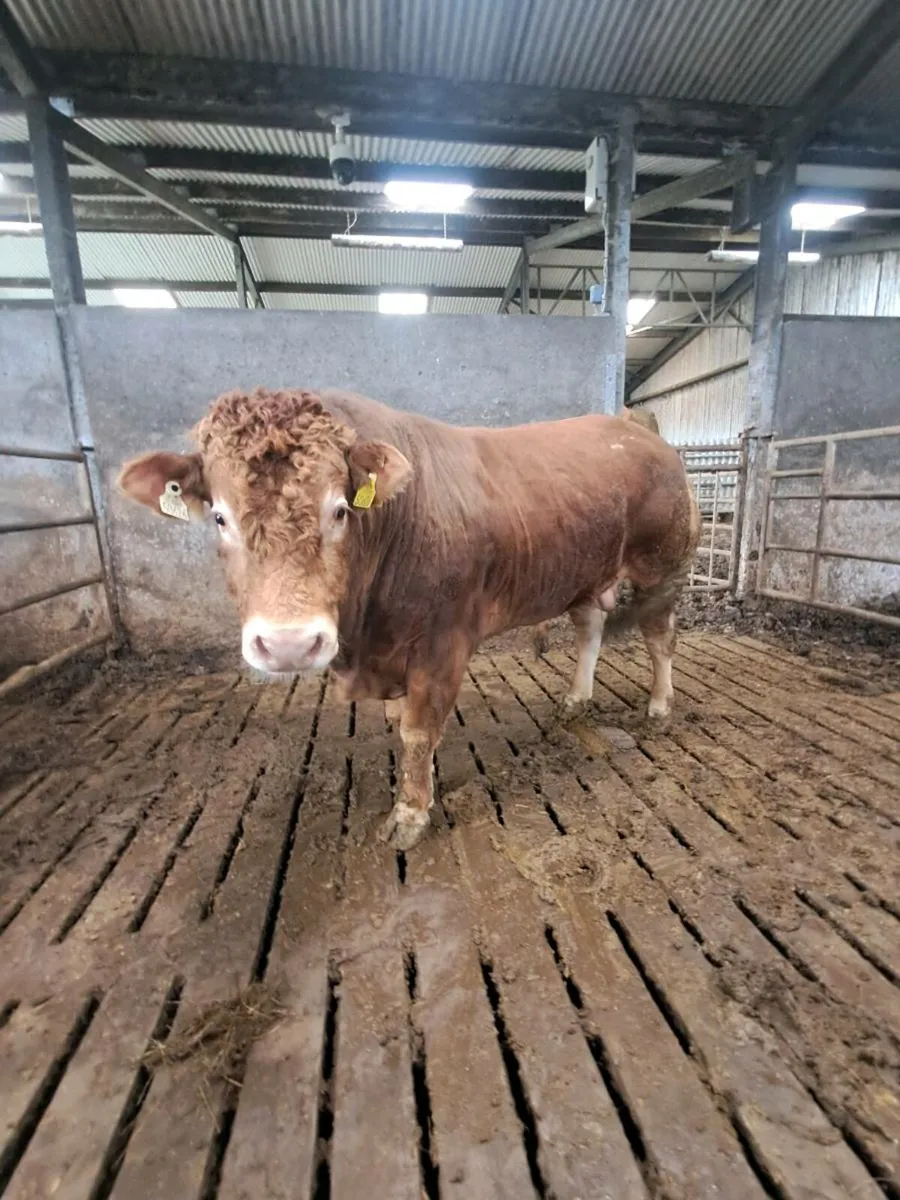 Pbr limousin bull - Image 3