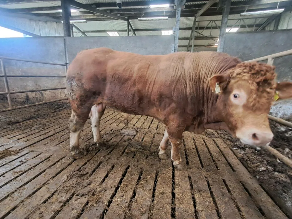 Pbr limousin bull - Image 4