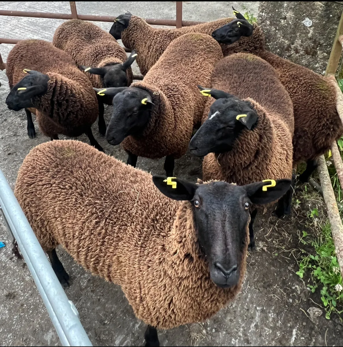 Black Ewe lambs - Image 3
