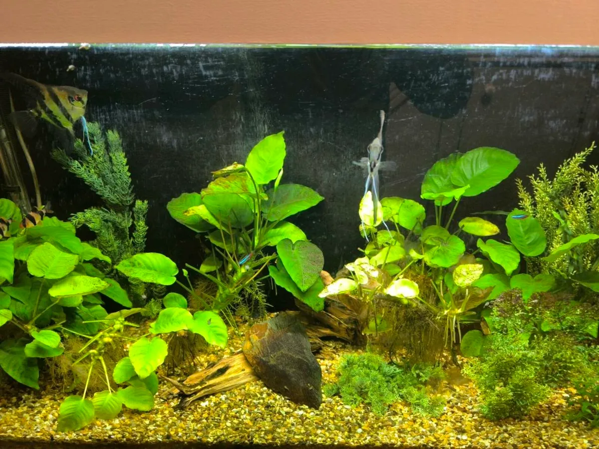 160 liter aquarium - Image 1