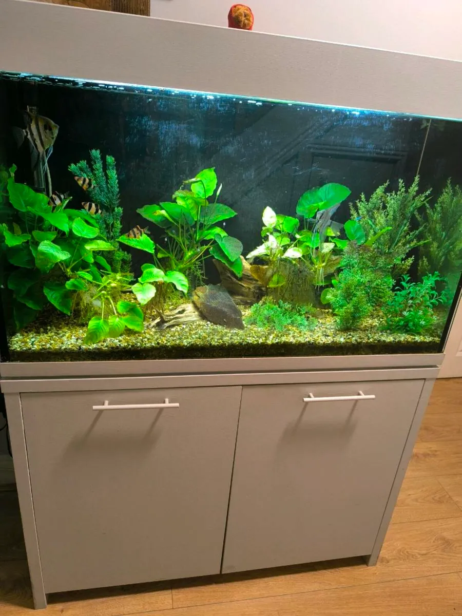160 liter aquarium - Image 2