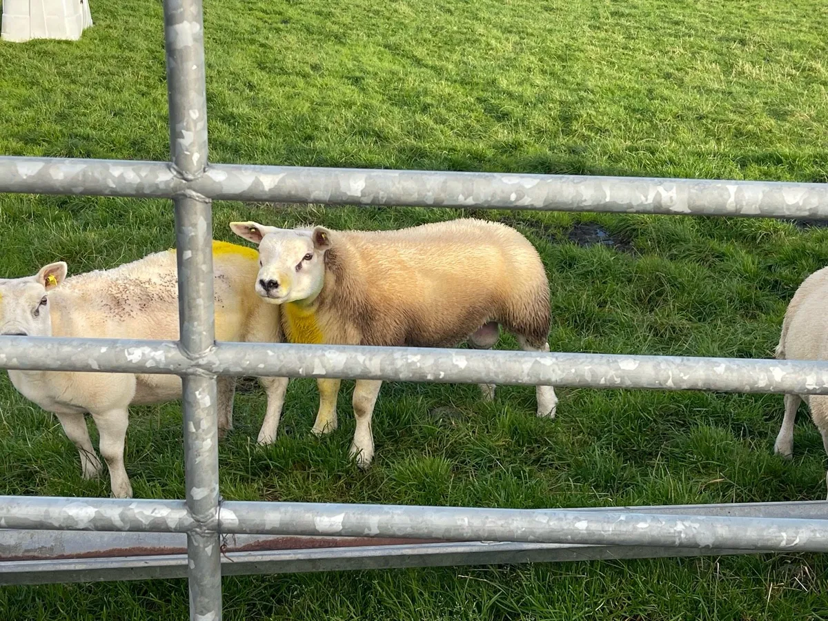 ⭐️SIS APPROVED PEDIGREE REGISTERED TEXEL RAM LAMB - Image 1