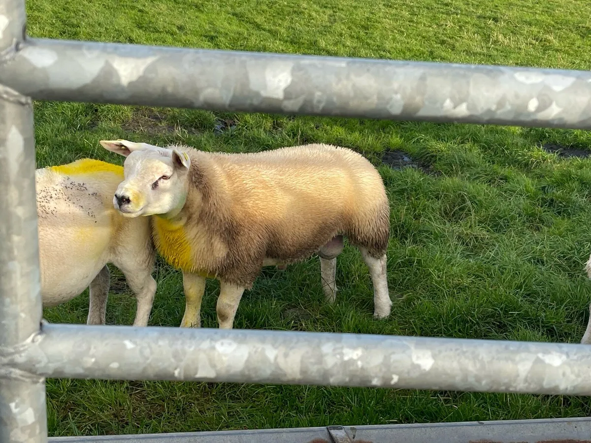⭐️SIS APPROVED PEDIGREE REGISTERED TEXEL RAM LAMB - Image 2
