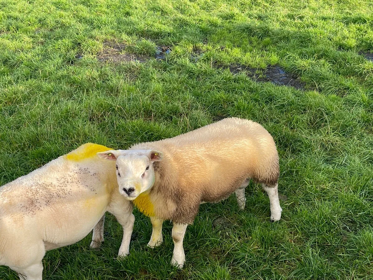 ⭐️SIS APPROVED PEDIGREE REGISTERED TEXEL RAM LAMB - Image 3