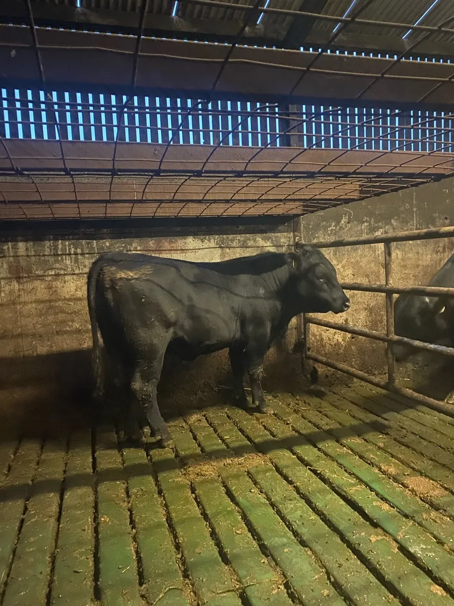 Pedigree Angus Bull - Image 1