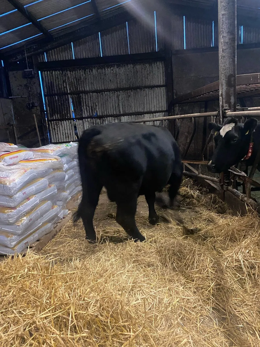 Pedigree Angus Bull - Image 3