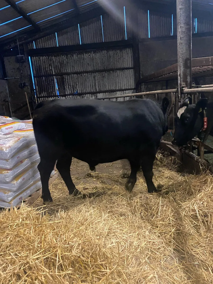 Pedigree Angus Bull - Image 4