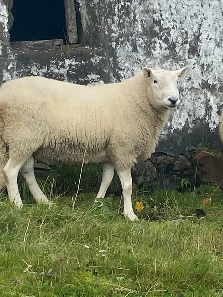 Cheviot Ram - Image 4