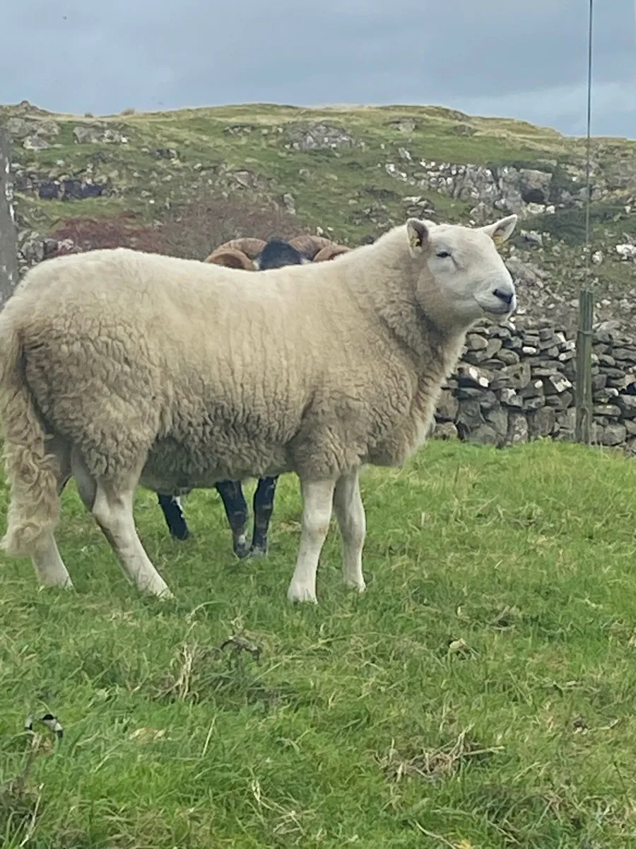 Cheviot Ram - Image 1