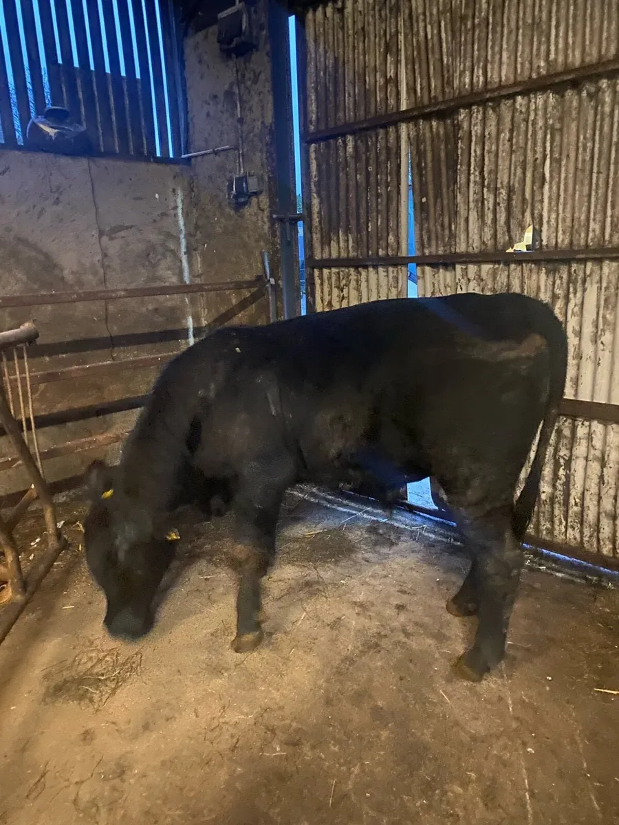 Pedigree Angus Bull - Image 2