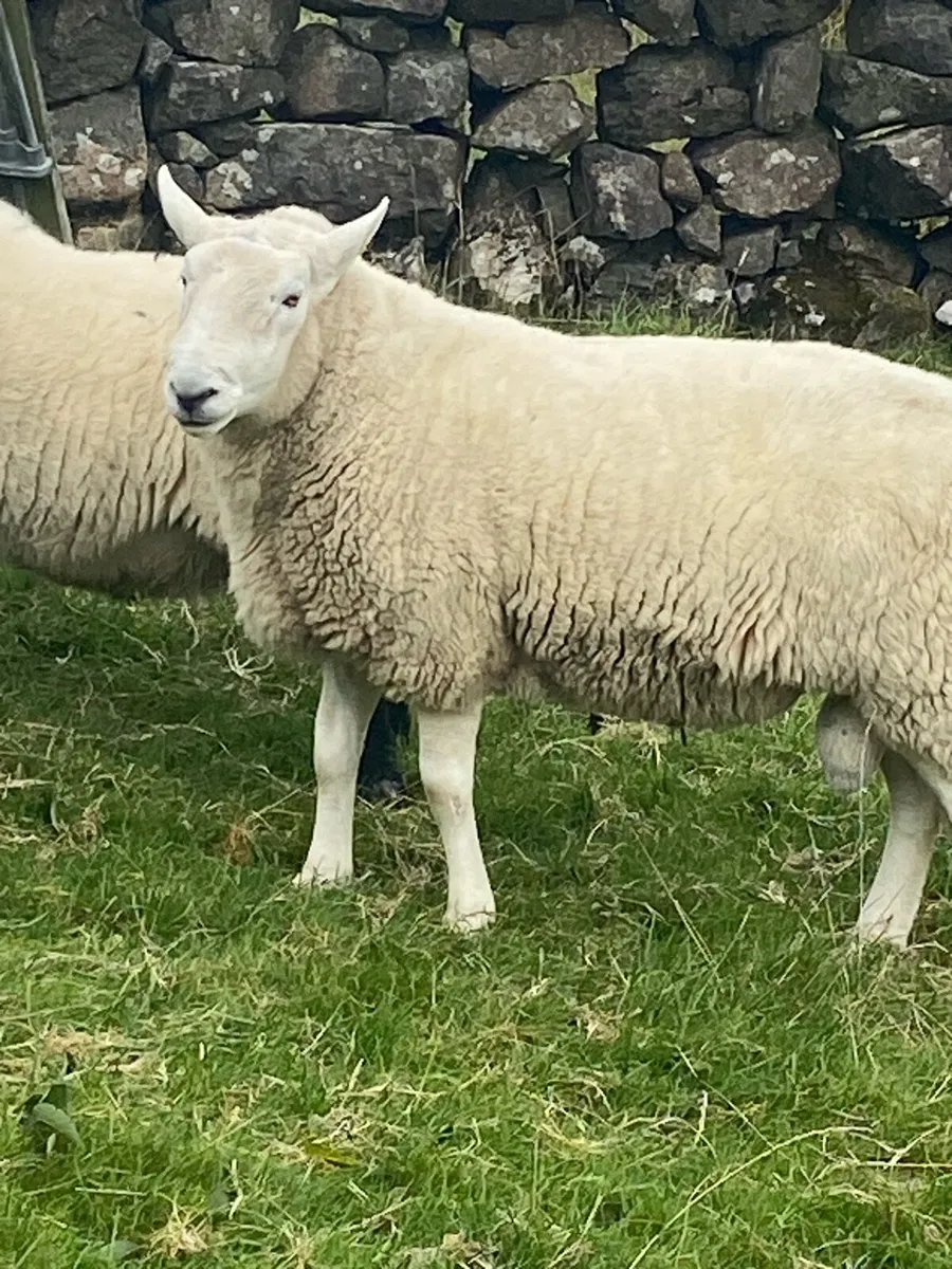 Cheviot Ram - Image 2