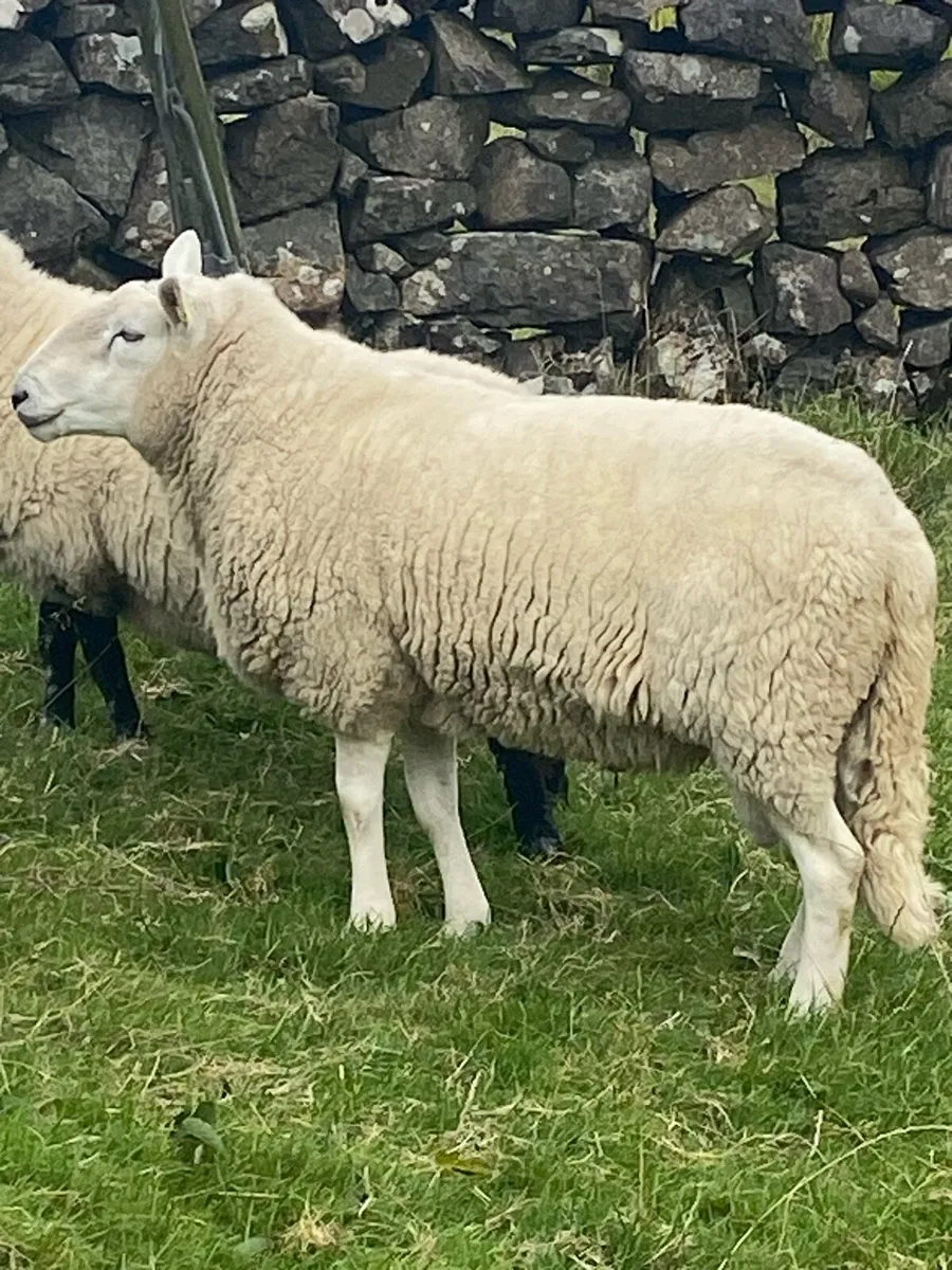 Cheviot Ram - Image 3