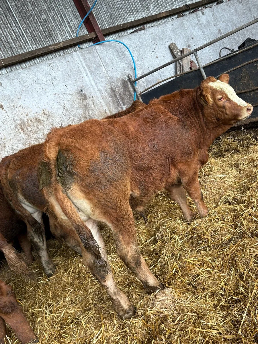 10 outstanding limousin bullocks - Image 1